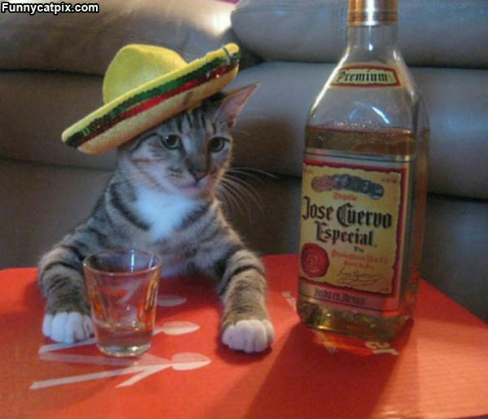Tequilla Cat cats prefer Jose Cuervo Especial Cat memes, Funny cat