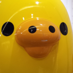 きいろいとり ∈(●Θ●)∋