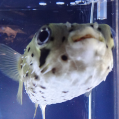ああああ