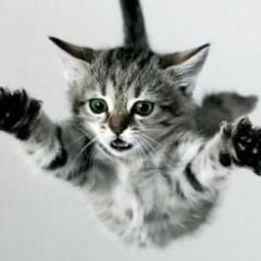 猫祭りはもう始まってるよ