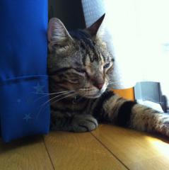 shin1