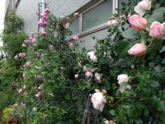 梅雨入りですね。