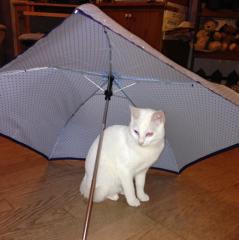 傘下の猫🐈🐾
