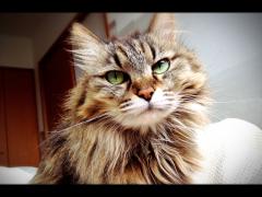 ねこねこねこ〜🐱