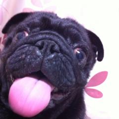 とにかく無性に犬が好き❤