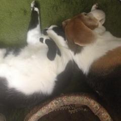 Important family dog and cat