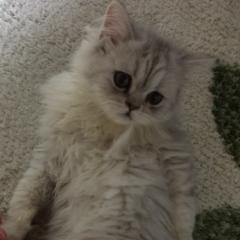 わとすん