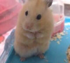 ゆきんこんこん