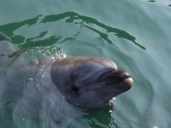 ひとみのトーク