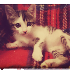 鯖味噌収集娘@ありさ