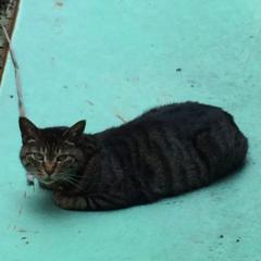 プロ同人目指すトーク