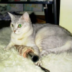 しっぽ ID: sippofactory