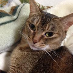 大平原とにゃんこ