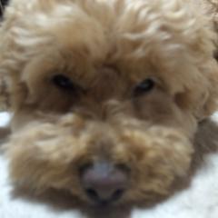 チルトオヤジのトーク