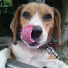 くまさんことゆうき