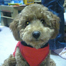 ちい