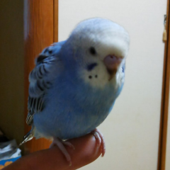 矢吹政昭のトーク