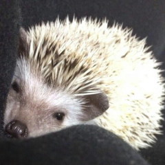 よしきのトーク