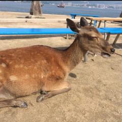 鹿
