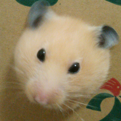 けんじ