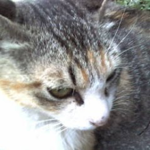 いなちゃんのトーク