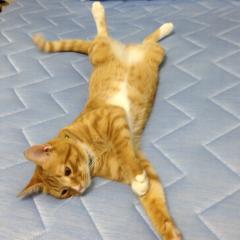 Koji