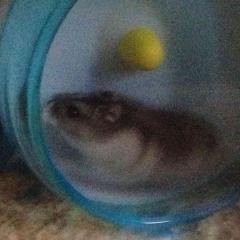 百獣の王ハムスター