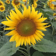 Dream.E-girls大好き芸人