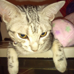 ゆき