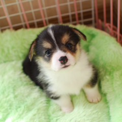 健次郎のトーク