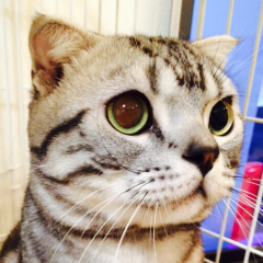 カール