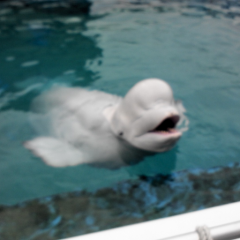 カワシマクキワカメ