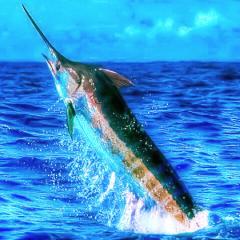 蹴球魂のトーク