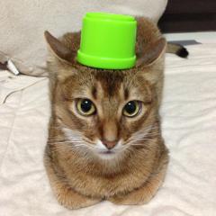 こむぎのトーク