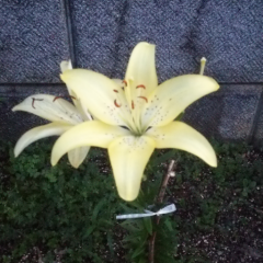 セイウン