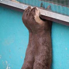 ピンキーのトーク