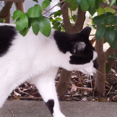 海船長のトーク