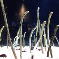 たちつてとーく