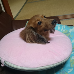 小川っちのトーク
