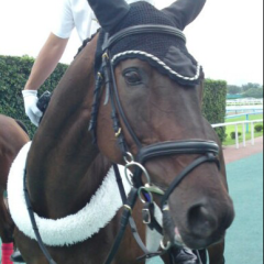 まるふくウマ好き