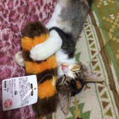 こもも