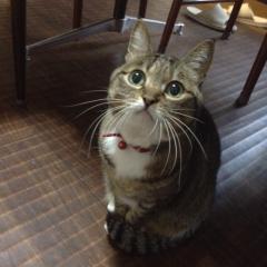 素振りをする素振り