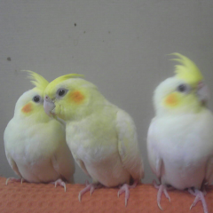 rainbowbell