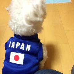 こやま