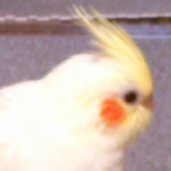 Nao S