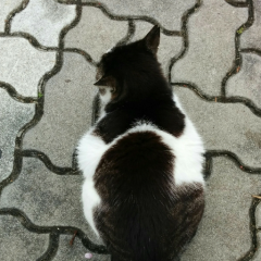 とも(たま)