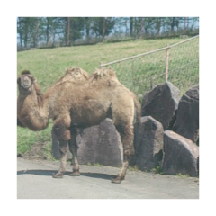 べるかんのトーク