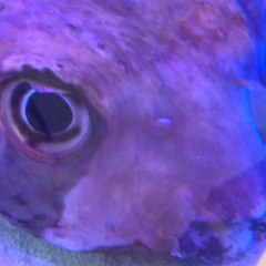 フグフグマンのトーク