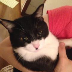 はちわれ猫大好き