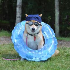 ゆるーーーく生きる(*ฅ´ω`ฅ*)